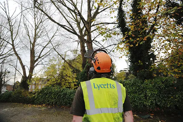 Arborist Equipment